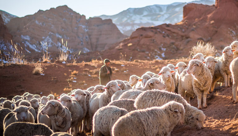 Schafe im Sonnenlicht auf orange-brauner Berglandschaft. Dahinter: Hirte in grün-brauner Kleidung, mit Stab. Blauer Himmel.