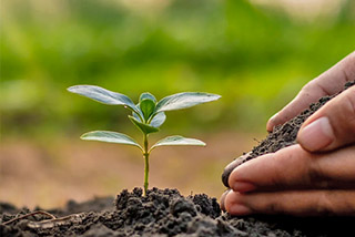 Kleine Planze wächst empor. Darunter: Erde. Daneben: Hände, die Pflanze mehr Erde geben. Hintergrund: unscharfe, grüne Natur.